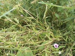 Ipomoea grandifolia