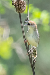 Cisticola chiniana
