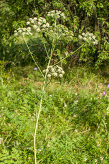 Apiaceae