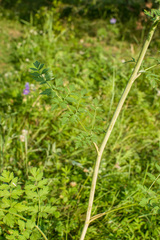 Apiaceae