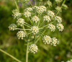 Apiaceae