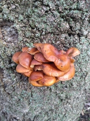 Fungi
