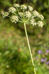 Apiaceae