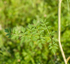 Apiaceae