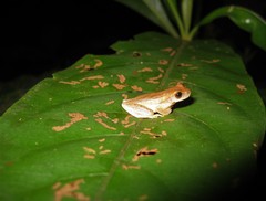 Dendropsophus nanus