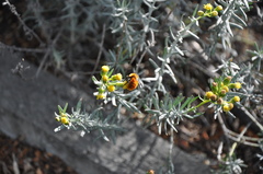 Senecio patagonicus