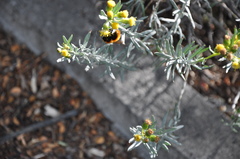 Senecio patagonicus