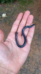 Afrotyphlops schlegelii