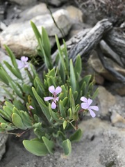 Pelargonium laevigatum oxyphyllum