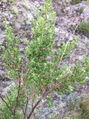 Clinopodium gilliesii