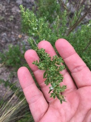 Clinopodium gilliesii
