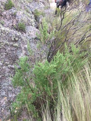 Clinopodium gilliesii