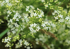 Galium pumilum