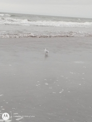 Chroicocephalus maculipennis