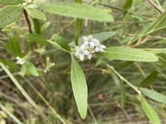 Rhadinothamnus anceps