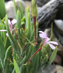 Pelargonium laevigatum oxyphyllum
