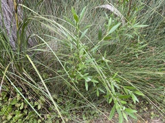 Rhadinothamnus anceps