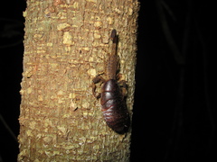 Tityus silvestris