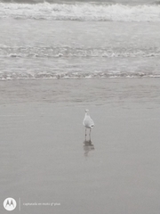 Chroicocephalus maculipennis