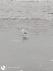 Chroicocephalus maculipennis