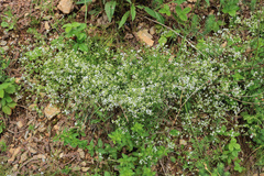 Galium pumilum