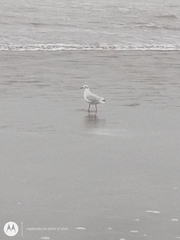 Chroicocephalus maculipennis