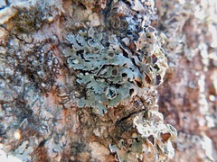 Imshaugia placorodia