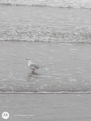 Chroicocephalus maculipennis