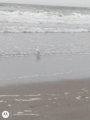 Chroicocephalus maculipennis