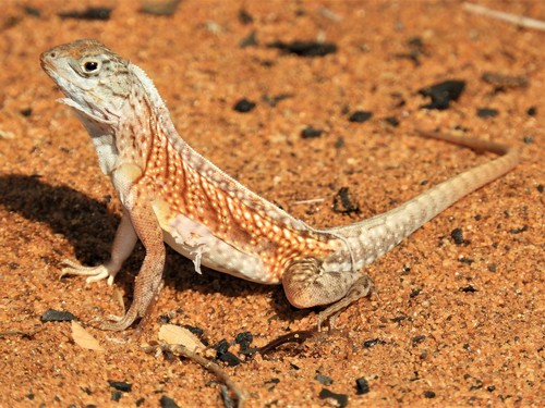 Madagascar Iguana