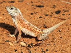 Madagascar Iguana photo 3