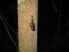 Tityus silvestris