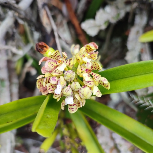 Acampe pachyglossa