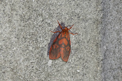 Integrivalvia exclusa