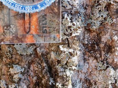 Imshaugia placorodia