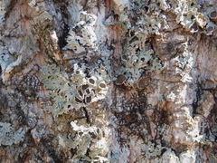 Imshaugia placorodia