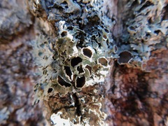 Imshaugia placorodia