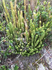 Phlegmariurus saururus