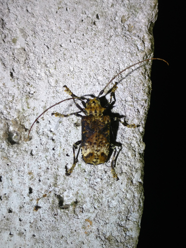 Polyrhaphis confusa