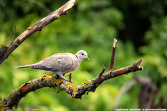Streptopelia decaocto