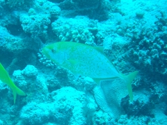 Flavocaranx bajad