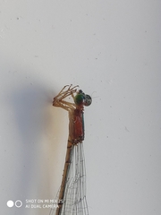 Metaleptobasis bovilla