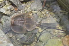 Carcinoscorpius rotundicauda