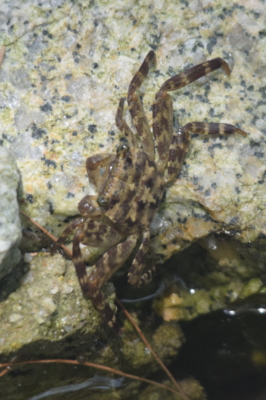 Selatium