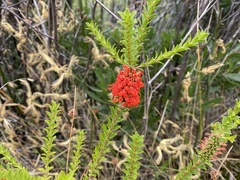 Melaleuca sparsa