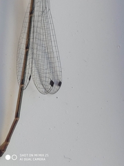 Metaleptobasis bovilla