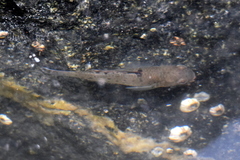 Stigmatogobius sadanundio