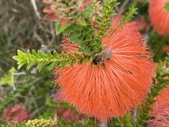 Melaleuca sparsa