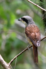 Tiger Shrike photo 5