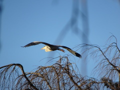 Ardea cinerea